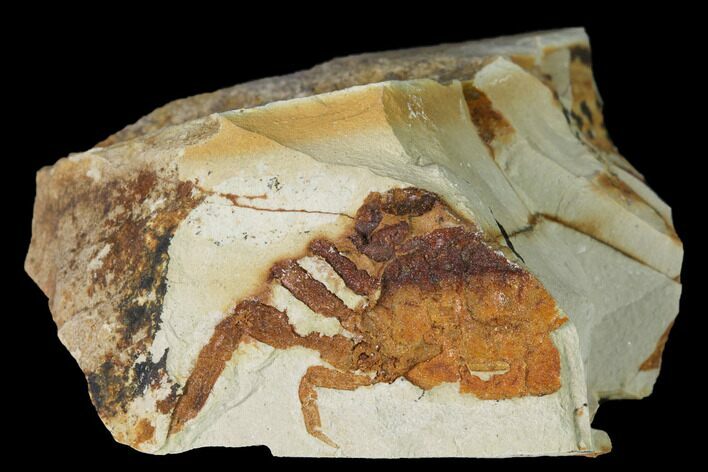 Partial, Miocene Pea Crab (Pinnixa) Fossil - California #141635